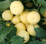 almapaprika vetőmag - Jablina F1