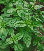 Dark Green bazsalikom