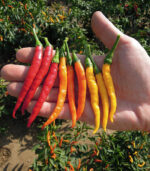 chili paprika