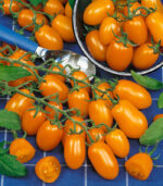 Datlo bőtermő koktél paradicsom