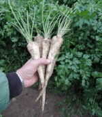 efez gyökérpetrezselyem -petrezselyem vetőmag