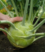 Gigant karalábé vetőmag