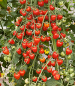 Jahodo folytonnövő koktél paradicsom vetőmag