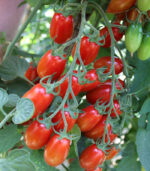 korai koktél paradicsom folyton növő