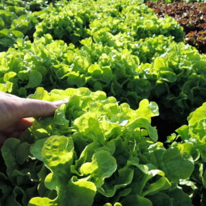 Dubagold saláta vetőmag