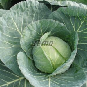 Slava F1 fejeskáposzta vetőmag