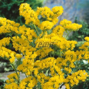 Sóvirág vetőmag (sárga) Gold coast