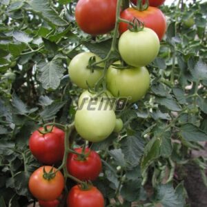 Torino F1 paradicsom vetőmag