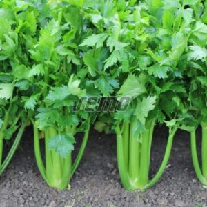 Merlin szárzeller vetőmag