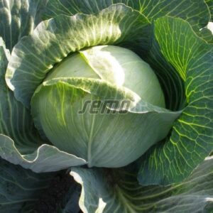 Portoza F1 fejeskáposzta vetőmag