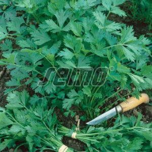 Concert levélpetrezselyem vetőmag