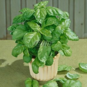 Bazsalikom vetőmag LETTUCE LEAF