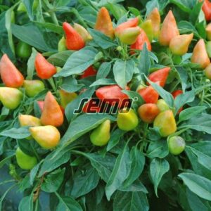 RED FLAME díszpaprika vetőmag