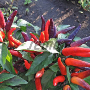 VICTORIA VIOLET díszpaprika vetőmag