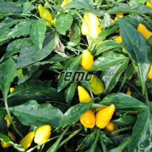 YELLOW FLAME díszpaprika vetőmag