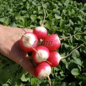 Retek Duo retek vetőmag